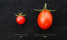 tomateedicaogenica
