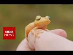 Full Documentary: Amazon Explorers - BBC News